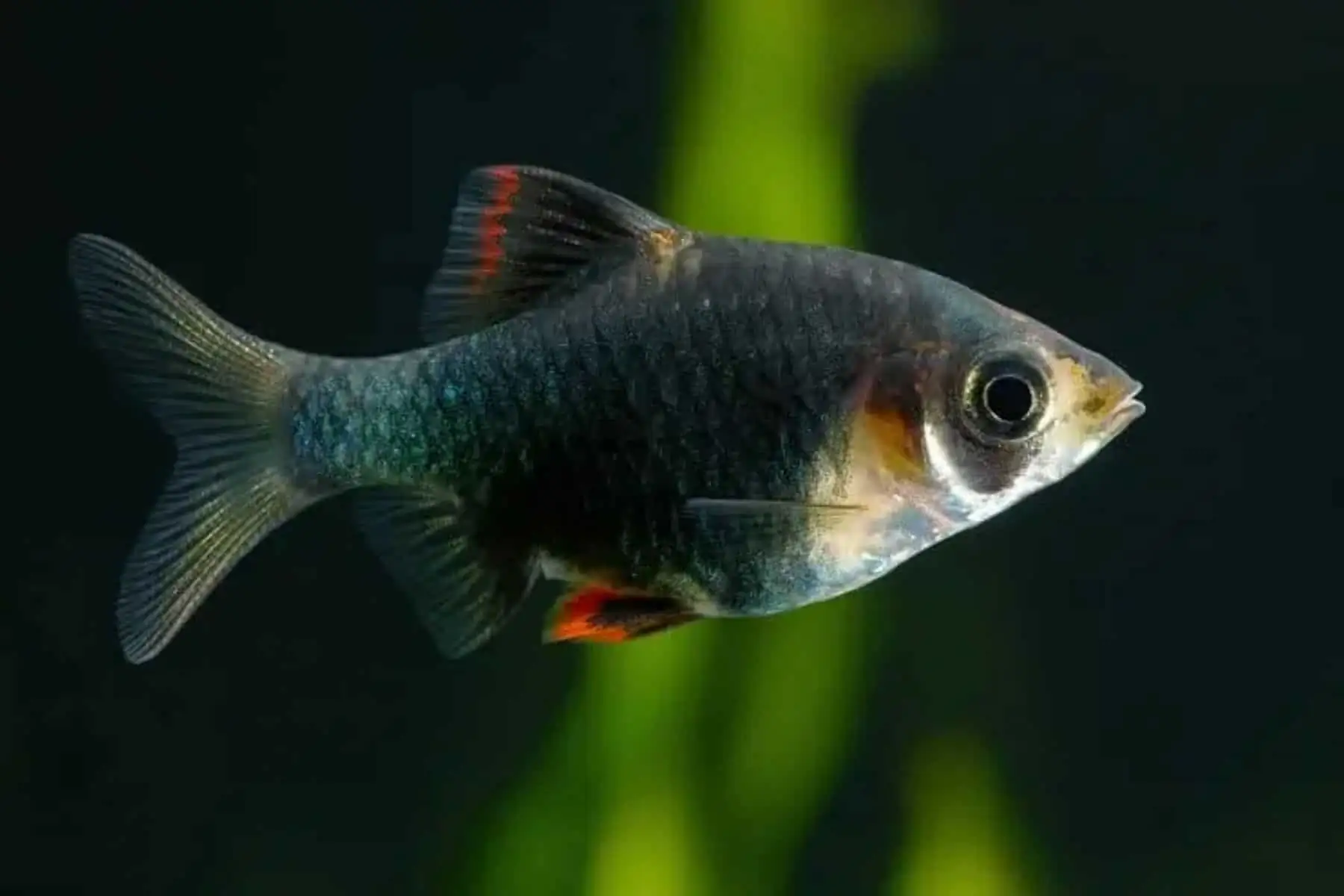 Green Tiger Barb